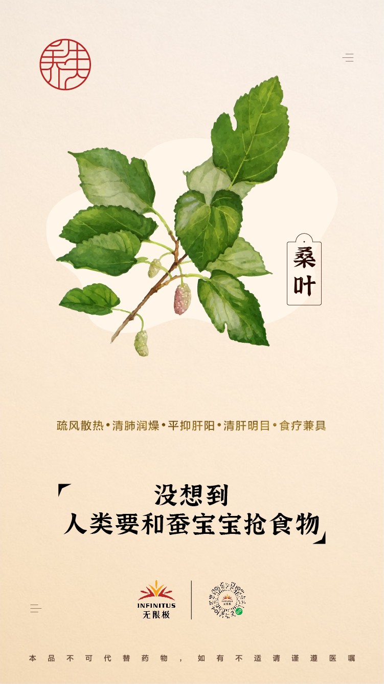 【桑叶】<br>没想到人类要和蚕宝宝抢食物