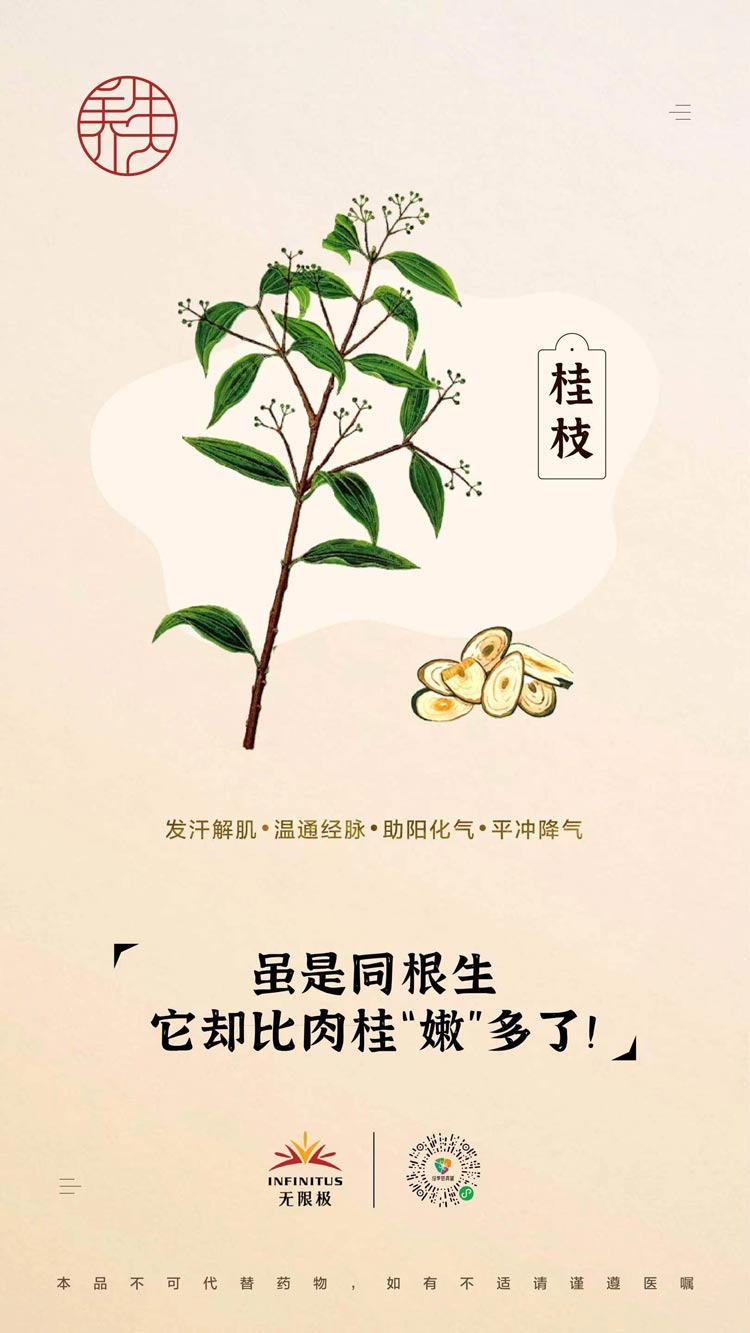 【桂枝】虽是同根生<br>它却比肉桂“嫩”多了！