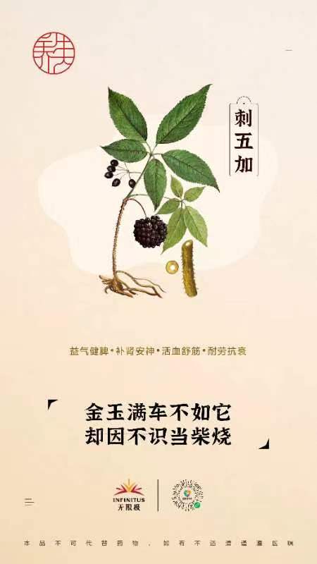 【刺五加】<br>金玉满车不如它 却因不识当柴烧