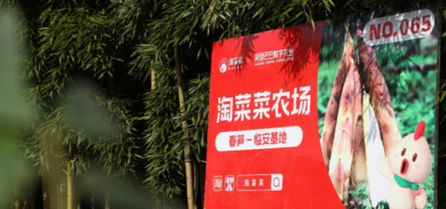 云南香椿坐飞机出山！淘菜菜再签3大生鲜直采基地
